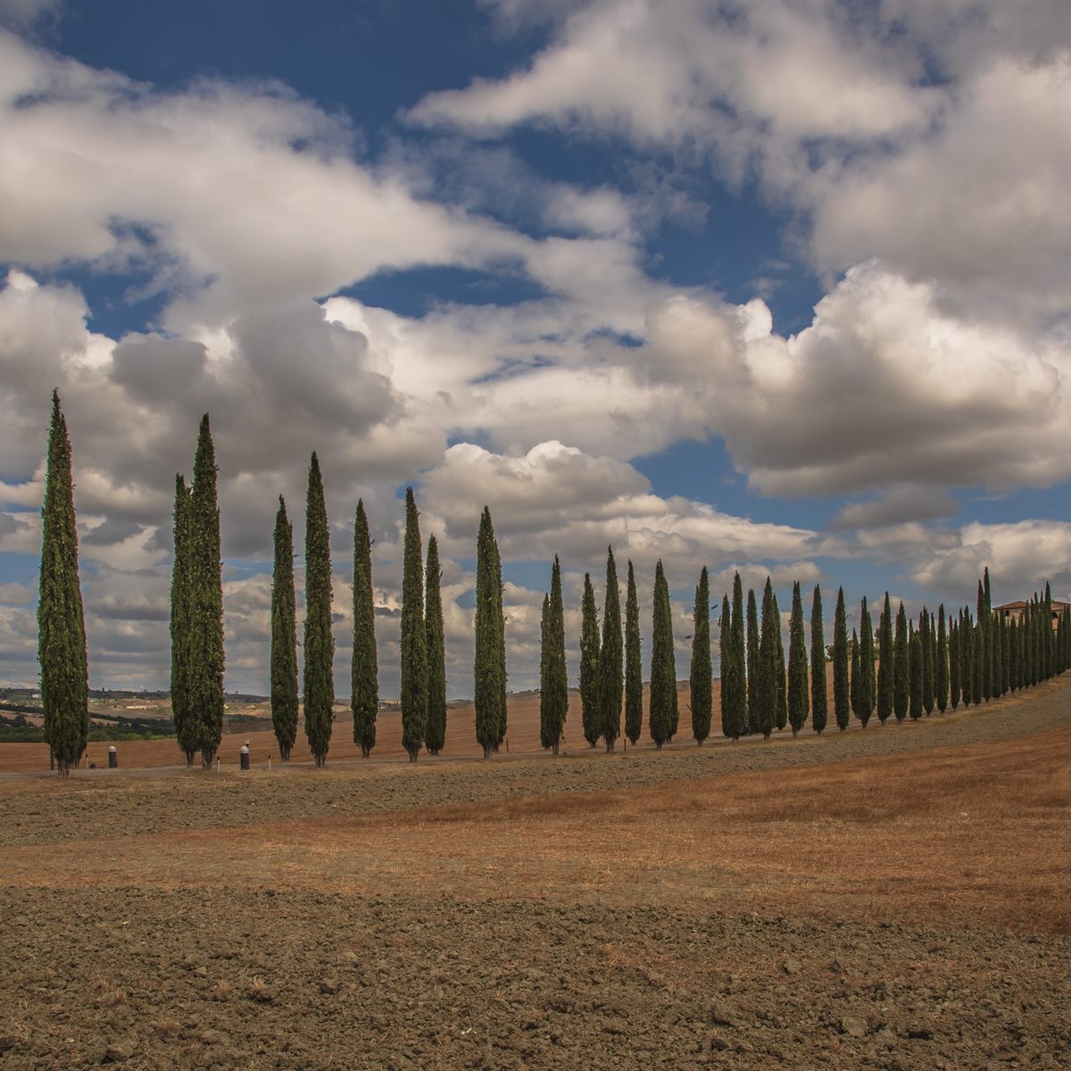 Il viale di cipressi della Val d'Orcia